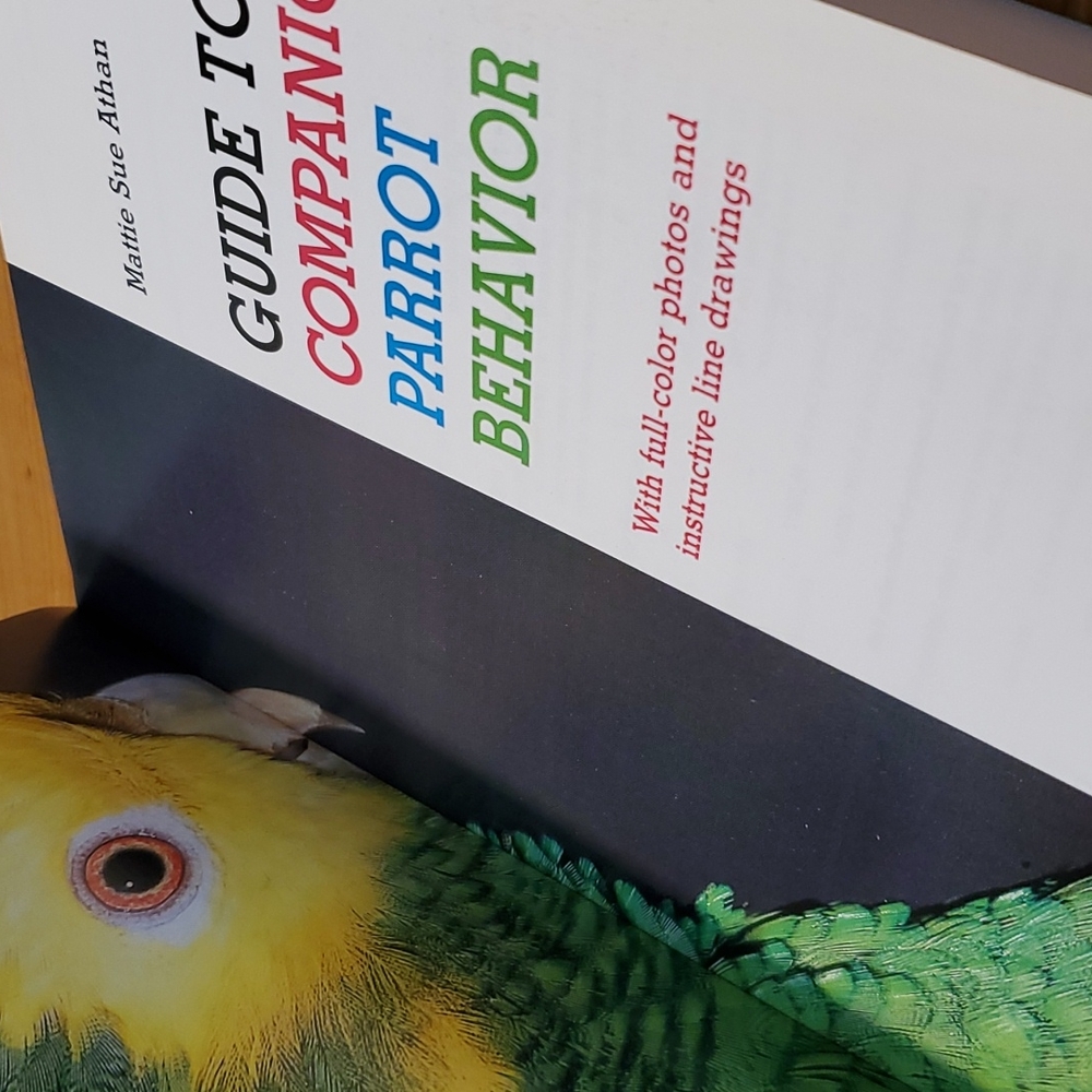 Guide To Companion Parrot Behavior - Picture 8 of 9